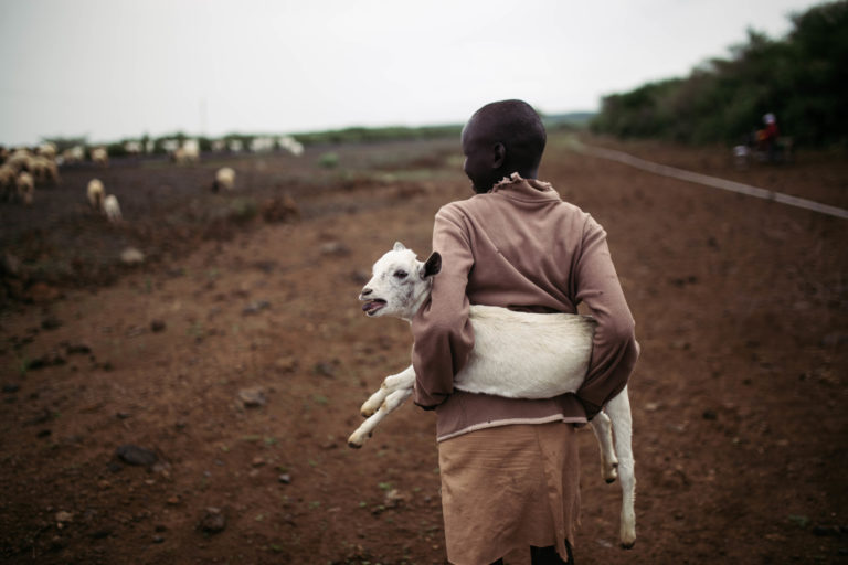 A young girl carrying one of her goats as they travel home at the end of the day.