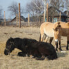 Two wild Przewalski’s horses (mares), apparently infatuated with a domestic stallion at a farm in Dytiaku, Ukraine