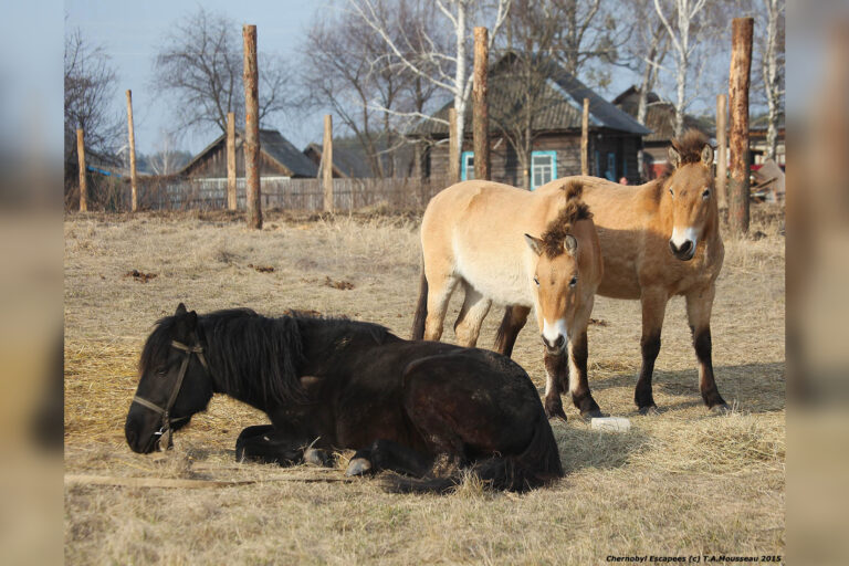 Two wild Przewalski’s horses (mares), apparently infatuated with a domestic stallion at a farm in Dytiaku, Ukraine