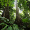 A forest in Indonesia.