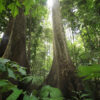 Rainforest in Sulawesi. Photo credit: Rhett A. Butler