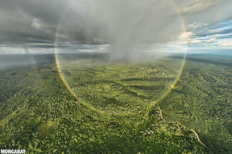 Rainforest and an oil palm plantation in Sumatra. Photo credit: Rhett A. Butler