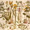 Watercolor drawing from Janet Marsh’s Nature Diary