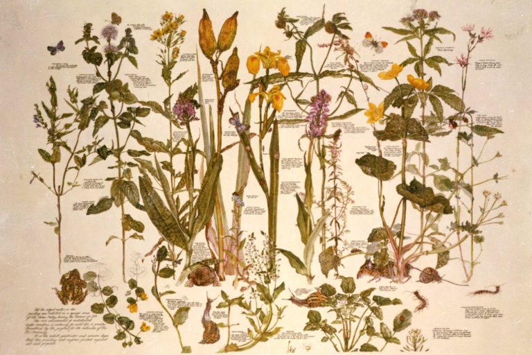 Watercolor drawing from Janet Marsh’s Nature Diary