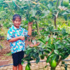 A girl with avocados
