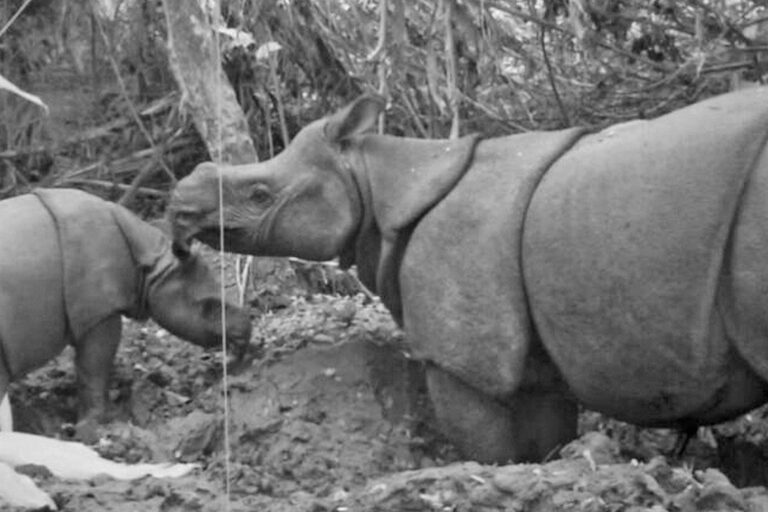 The newly spotted female Javan rhino calf with its mother.