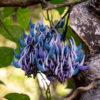 The Philippine-endemic JC’s Vine.