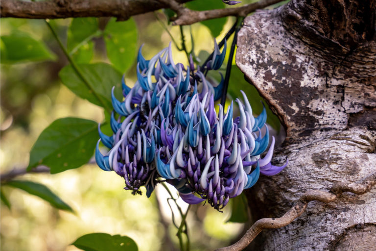 The Philippine-endemic JC’s Vine.