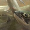 Sockeye salmon (Oncorhynchus nerka). Image by Dr. Jonathan Moore.