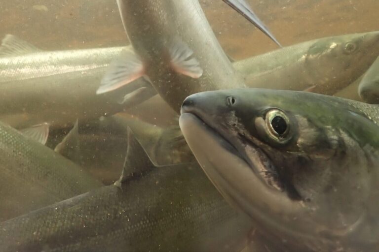 Sockeye salmon (Oncorhynchus nerka). Image by Dr. Jonathan Moore.