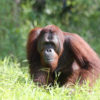 A male orangutan in Indonesian Borneo. Image by Rhett A. Butler/Mongabay.