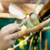 A flycatcher is fed by a wildlife rehabber at Animals In Distress Association (AIDA) in Boise, Idaho. Image courtesy of AIDA.