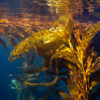 Kelp forest.