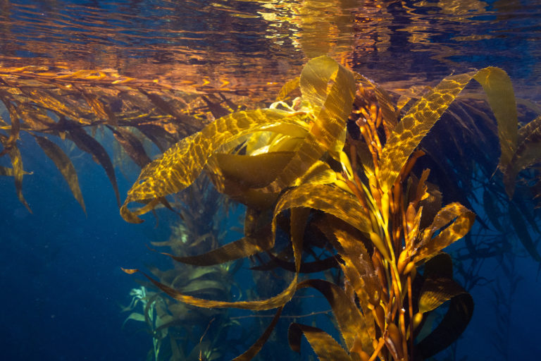 Kelp forest.