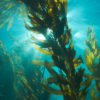 Kelp. Image courtesy of NOAA.