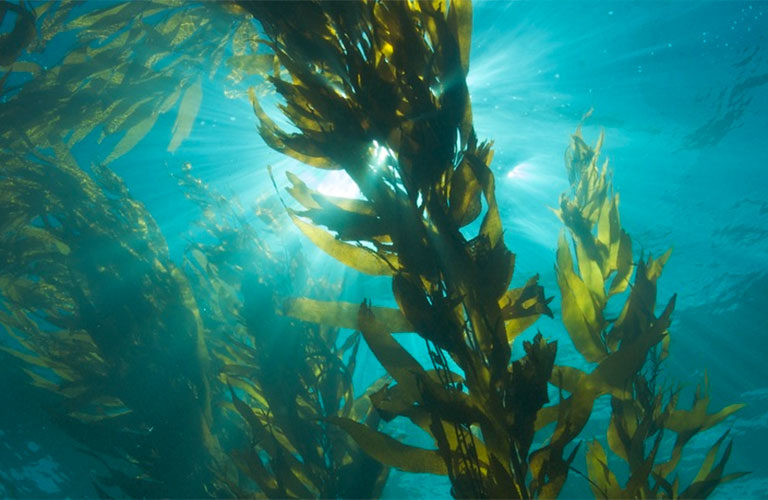 Kelp. Image courtesy of NOAA.