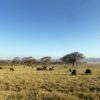 African buffalo in Kenya. Image by Rhett A. Butler/Mongabay.