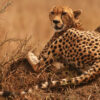 A cheetah in Maasai Mara National Reserve, Kenya.