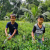 Two young boys farming.