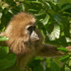 A kipunji.