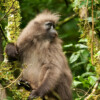 A kipunji.