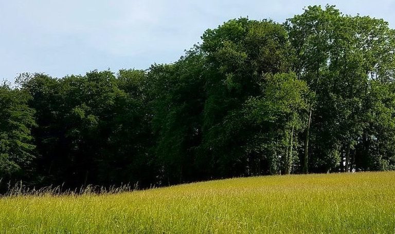 Small forest in Switzerland surrounded by meadow. Photo by Kitsudōte via Unsplash.
