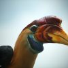 One of the major goals of protected areas is to conserve biodiversity. Photo of knobbed hornbill by Rhett A. Butler.