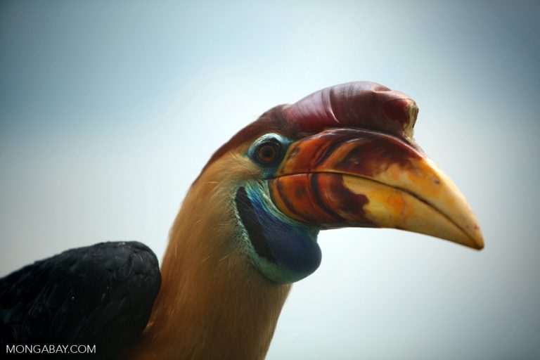 One of the major goals of protected areas is to conserve biodiversity. Photo of knobbed hornbill by Rhett A. Butler.