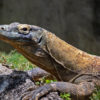 A Komodo dragon.