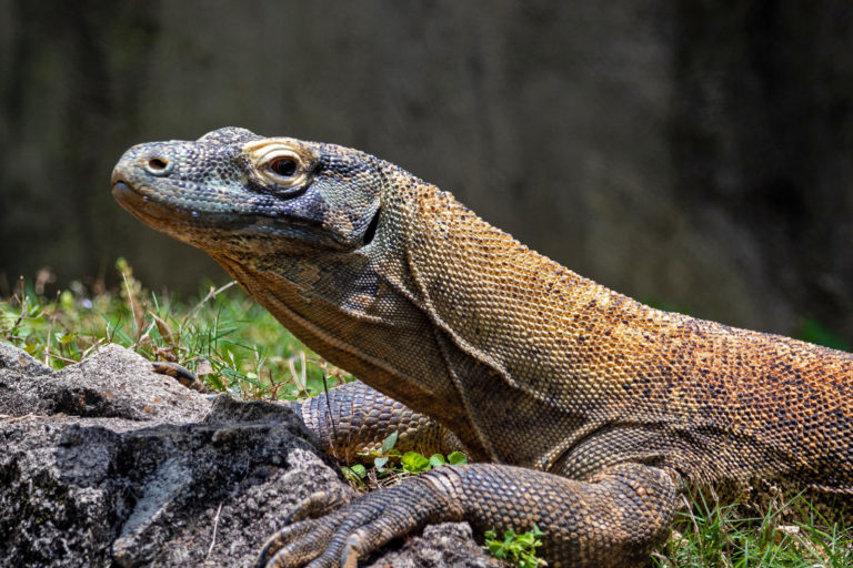 A Komodo dragon.