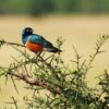 Superb starling perched on a thorny branch, showing off iridescent blue head, equally shimmering green of its wings and orange breast. Image by Harvey Barrison via Wikimedia (CC BY-SA 2.0)