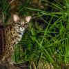 Leopard cat (Prionailurus bengalensis).