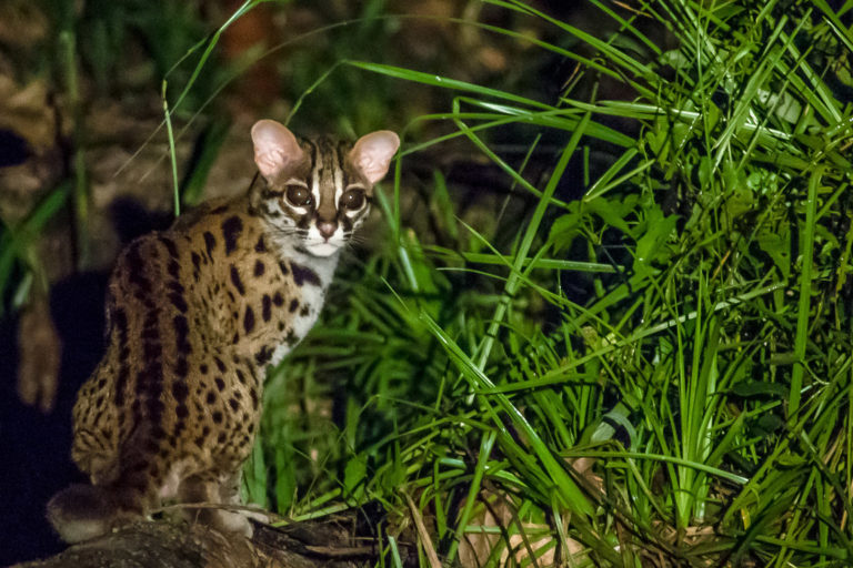 Leopard cat (Prionailurus bengalensis).