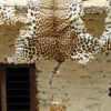 Confiscated skins of poached leopards in Chitwan, Nepal.