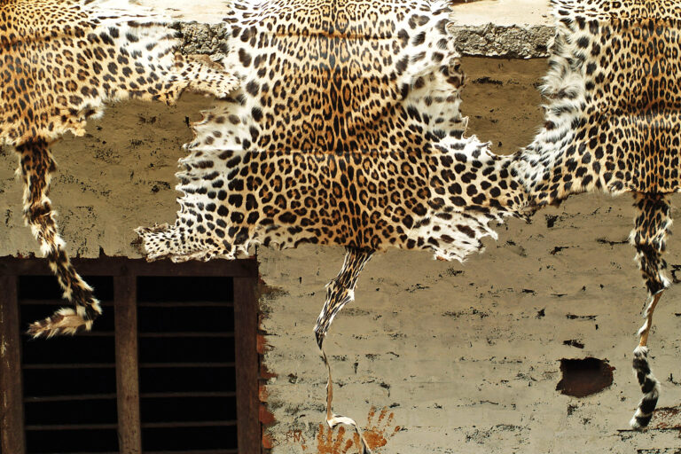 Confiscated skins of poached leopards in Chitwan, Nepal.