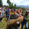 leopard ntnc Nepal