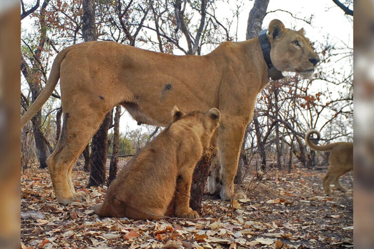West African lioness Florence with one of her cubs.