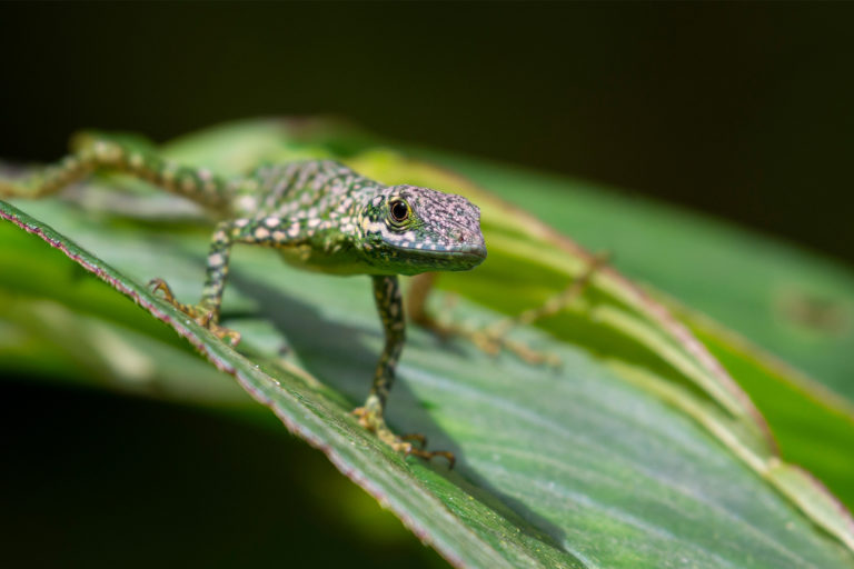 A green lizard.
