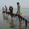 Local fishermen harvesting seaweed in Bangladesh.