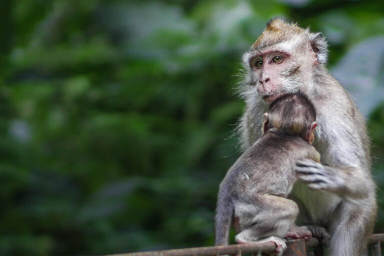 A mother long-tailed macaque with her young