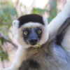 Verreaux's sifaka (Propithecus verreauxi) in a dry forest in Madagascar. Photo credit: Rhett A. Butler