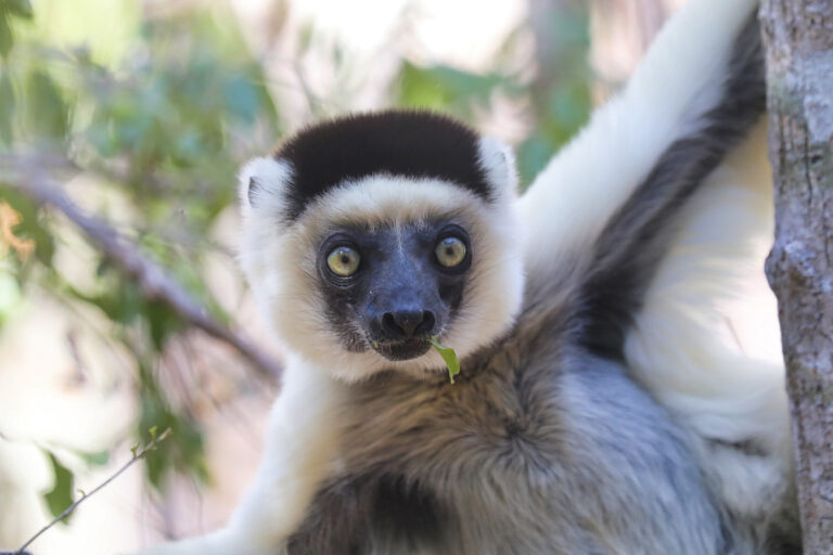 Verreaux's sifaka (Propithecus verreauxi) in a dry forest in Madagascar. Photo credit: Rhett A. Butler