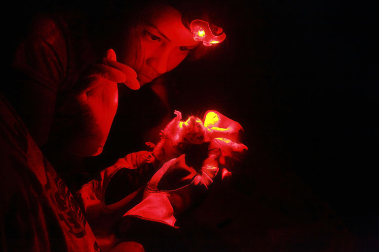 A researcher tagging a mouse lemur in Ranomafana National Park in Madagascar. Image by Rhett A. Butler.