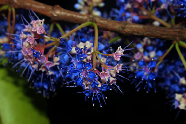 Magnolia griffithii