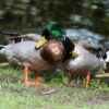 Two male mallard ducks in Hesse, Germany, showing homosexual behavior.