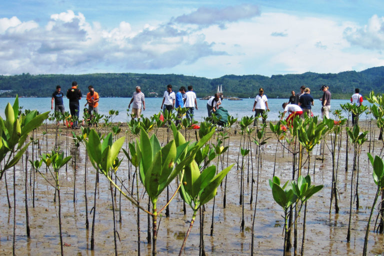 Mangrove planting on the coast of Ambon Island.