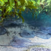 Mangrove whiprays (Urogymnus granulatus)