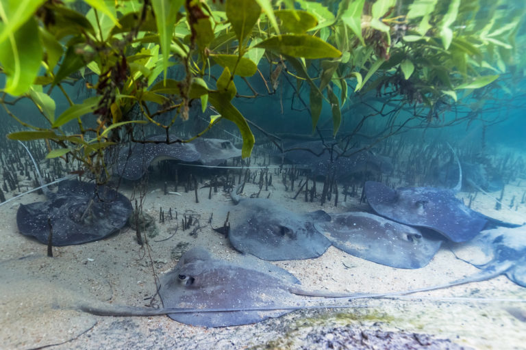 Mangrove whiprays (Urogymnus granulatus)