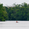 A man canoing among the mangroves