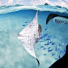 Manta rays with reef fish.